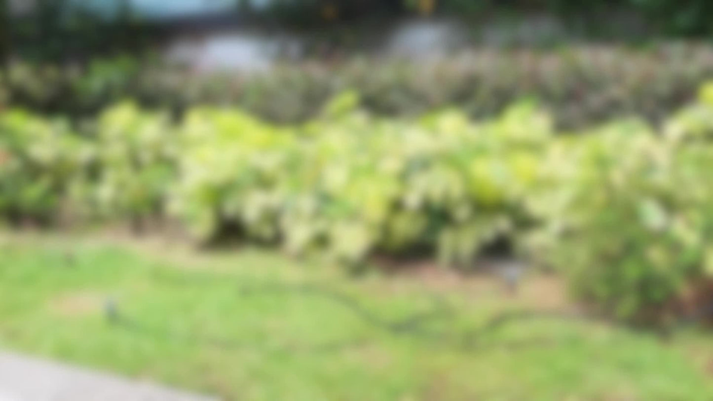 226-Foot Drip Irrigation Kit with Adjustable Emitters, Misting Nozzles and Garden Watering Fittings