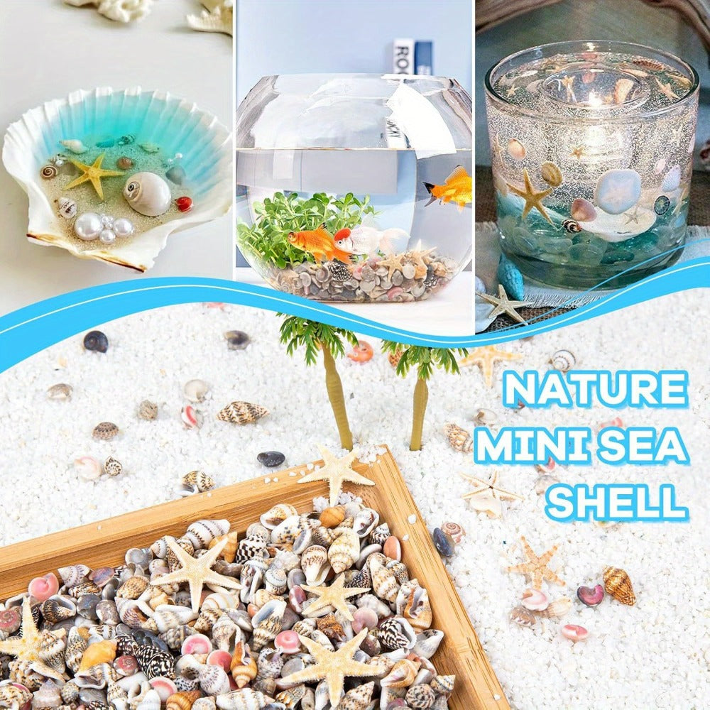 Tiny Seashells Starfish Bulk Set Beach Decor Crafts Vase Filler for Entryways, Bedrooms and Living Spaces