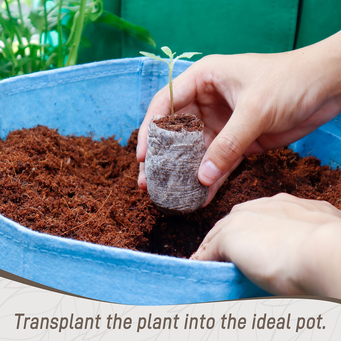 Compressed Seed Starter Pellet Set with Displayed 35 mm Discs in Protected 50-Piece or 100-Piece Options