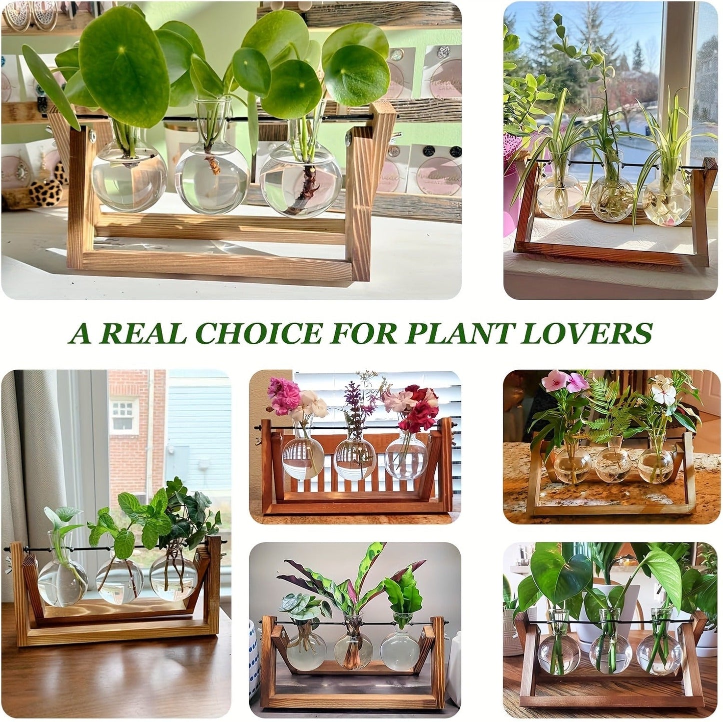 Three-Bulb Plant Propagation Station with Removable Glass Vases and 11-Inch Folding Wood Stand