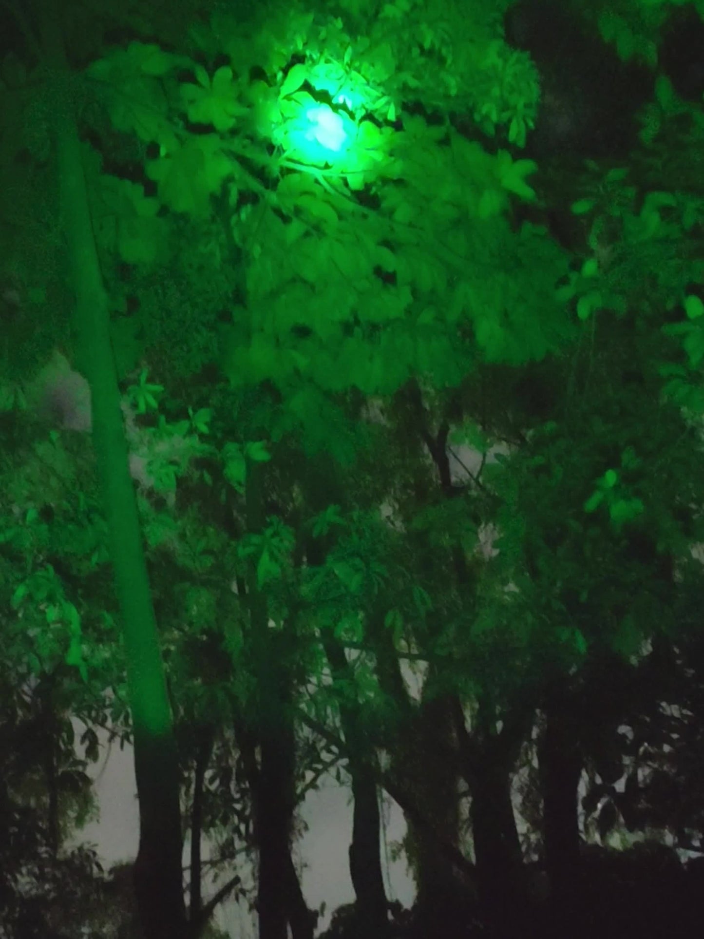 Night Hunting Flashlight with Remote Control Switch – 350 Yards High Power Green Red White Light, 18650 Rechargeable, Multiple Mounts for Hunting, Fishing, Camping & Beekeeping, Best Gift for Men