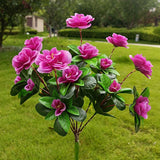 Purple Rhododendron