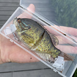14.5 cm/0.571 inches