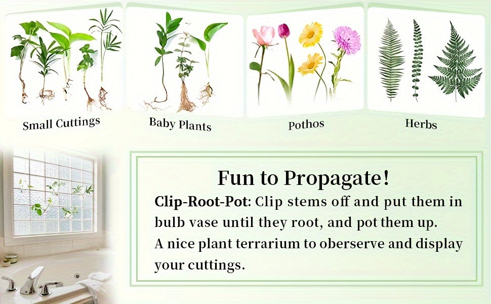 Five-Shape Clear Glass Hanging Terrarium Set with Rope Loops for Air Plants, Cuttings and Wall Display