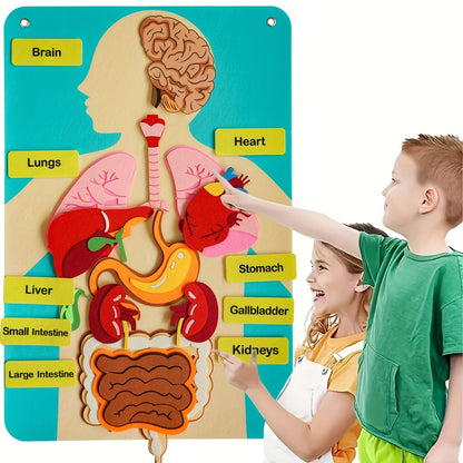 Human Body Felt Board Anatomy Model — 3D Felt Organ Science Educational Toy for Kids Ages 5+, Homeschool Biology Classroom Teaching Aid, STEM Learning Birthday Christmas Gift