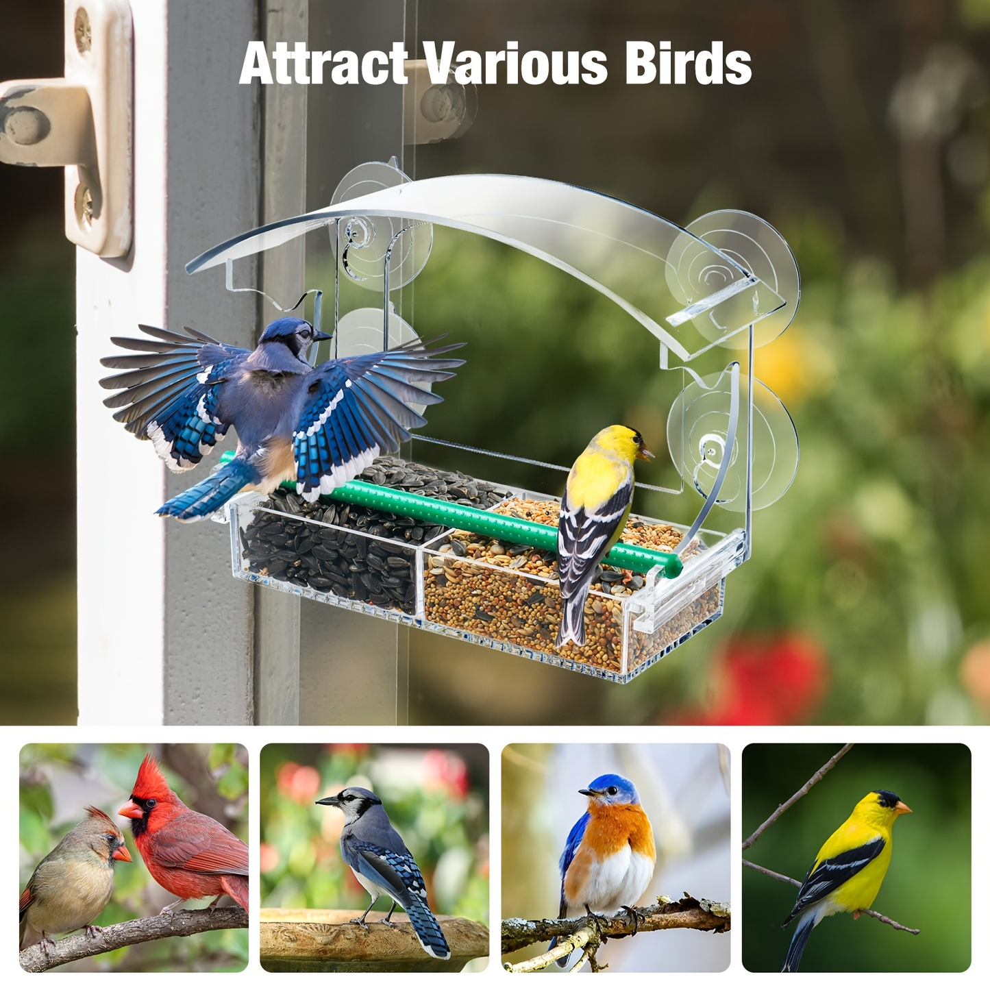 Window Bird Feeder - Clear Acrylic Suction Cup Bird Feeder for Birdwatching
