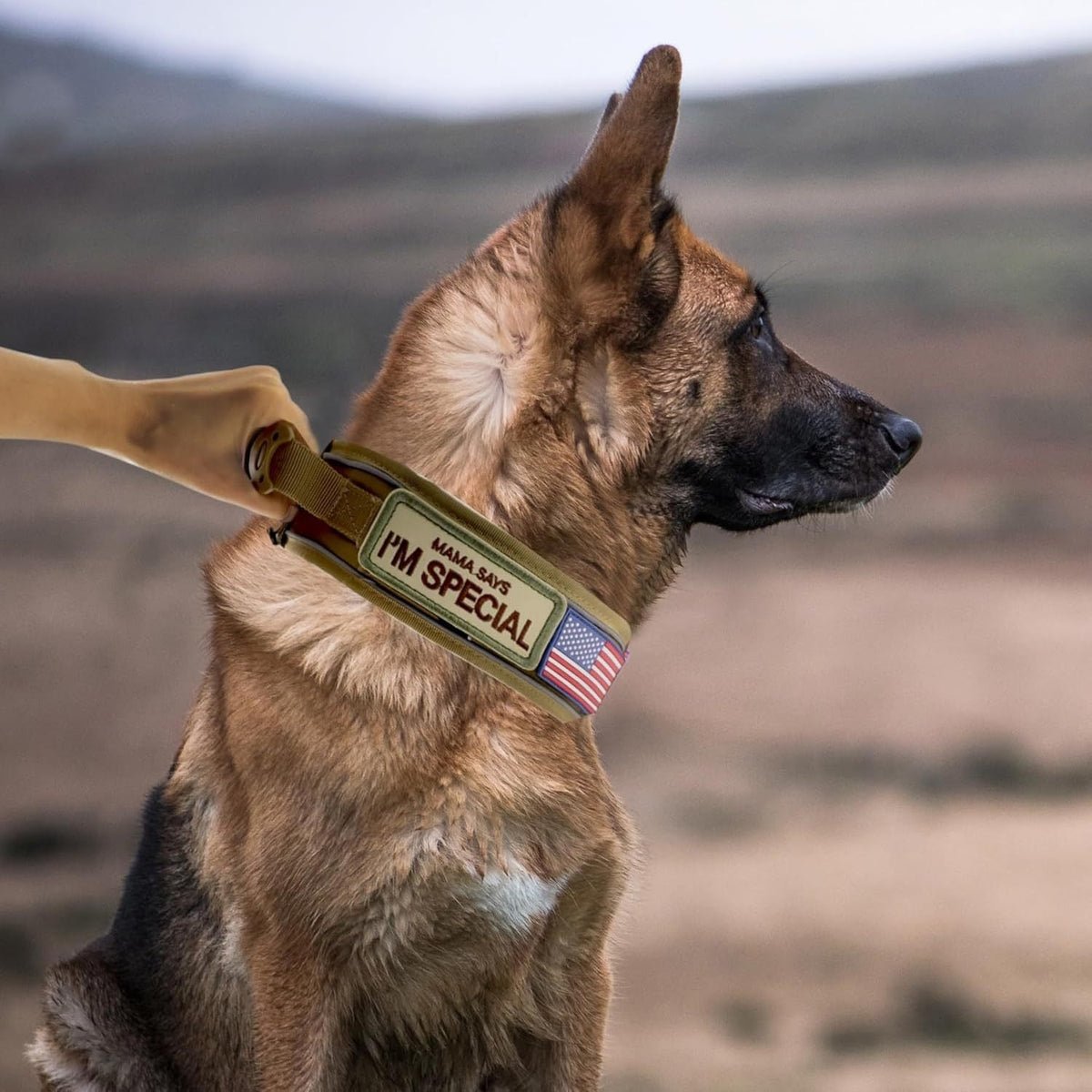 Wide Tactical Dog Collar with Padded Grab Handle, Reflective Stitching, Two Patches and M–XL Sizing
