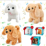 white+brown+teddy