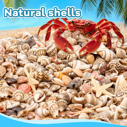 Tiny Seashells Starfish Bulk Set Beach Decor Crafts Vase Filler for Entryways, Bedrooms and Living Spaces