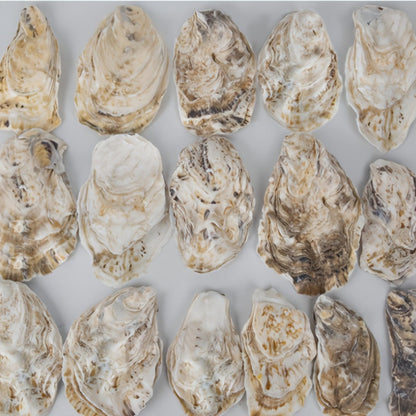Natural Flat Oyster Shells for Crafts – 17pcs 3-5in Disk Shaped Sea Shells, Vase Filler, DIY Arts & Crafts, Christmas Ornaments, Home Decor, Beach Wedding Decoration
