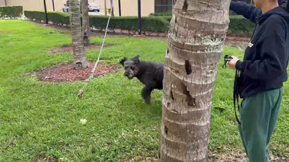 Dog Toy Telescopic Aluminum Flirt Pole with Reinforced Nylon Rope and Three Detachable Interactive Toys