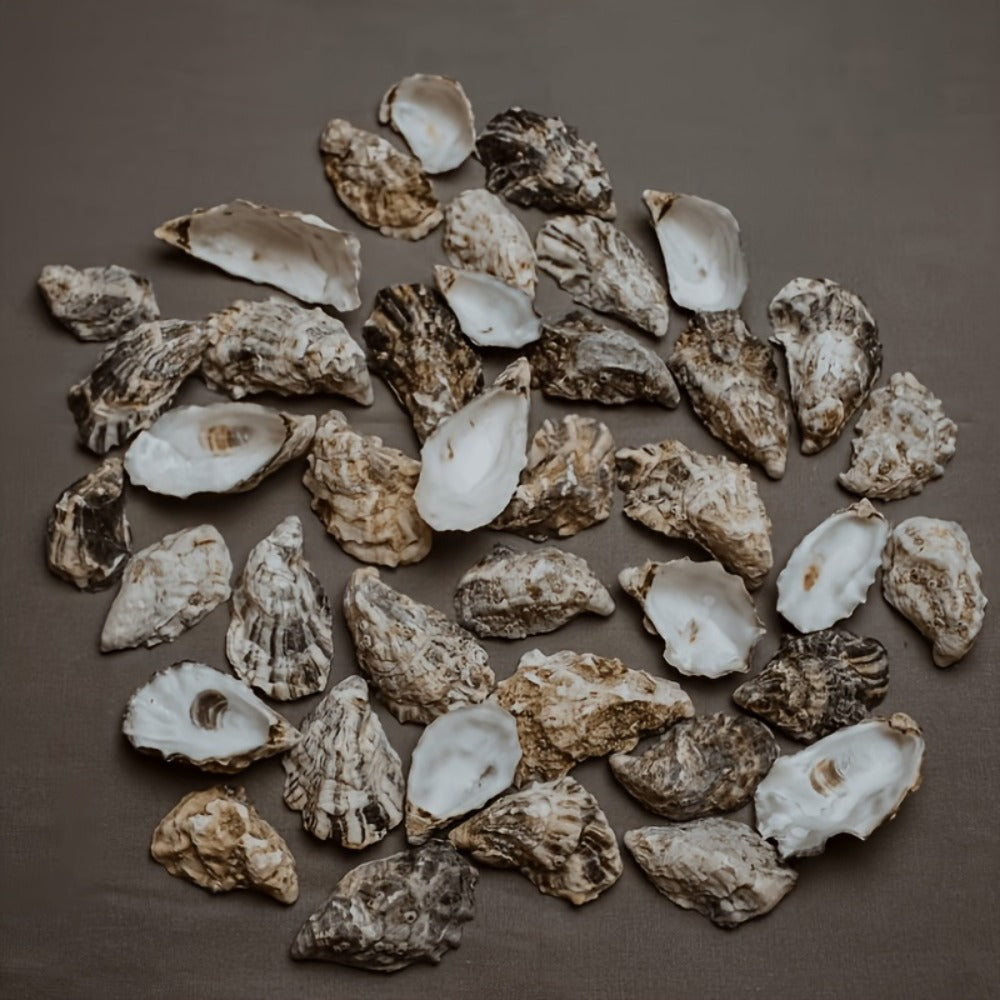 Natural Flat Oyster Shells for Crafts – 17pcs 3-5in Disk Shaped Sea Shells, Vase Filler, DIY Arts & Crafts, Christmas Ornaments, Home Decor, Beach Wedding Decoration