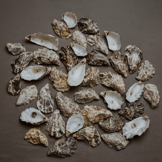 Natural Flat Oyster Shells for Crafts – 17pcs 3-5in Disk Shaped Sea Shells, Vase Filler, DIY Arts & Crafts, Christmas Ornaments, Home Decor, Beach Wedding Decoration