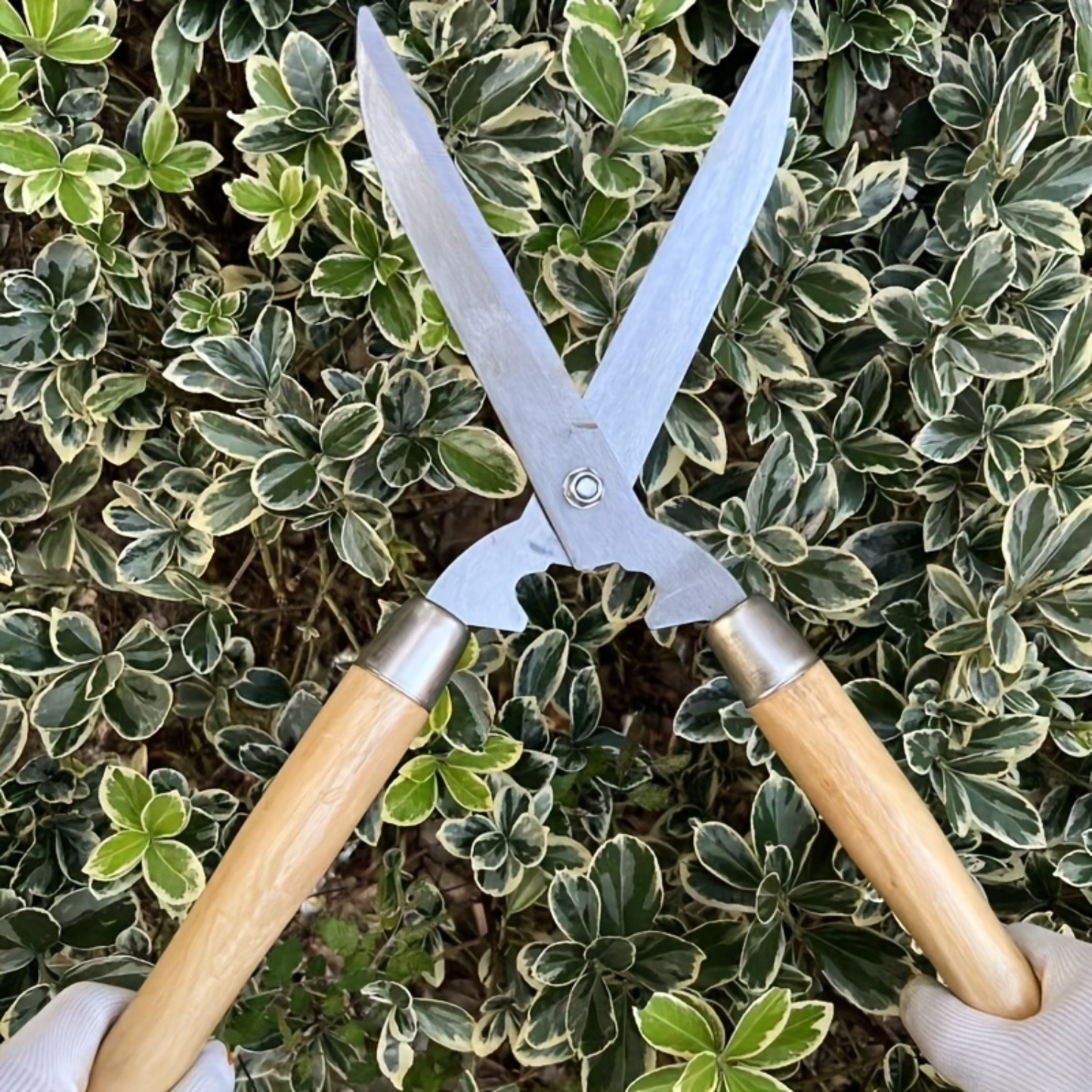 Carbon Steel Hedge Shears with 11-Inch Straight Blades and Paired Walnut Handles for Shrub Trimming