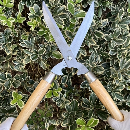 Carbon Steel Hedge Shears with 11-Inch Straight Blades and Paired Walnut Handles for Shrub Trimming