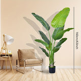New Bird of Paradise 62.99inch