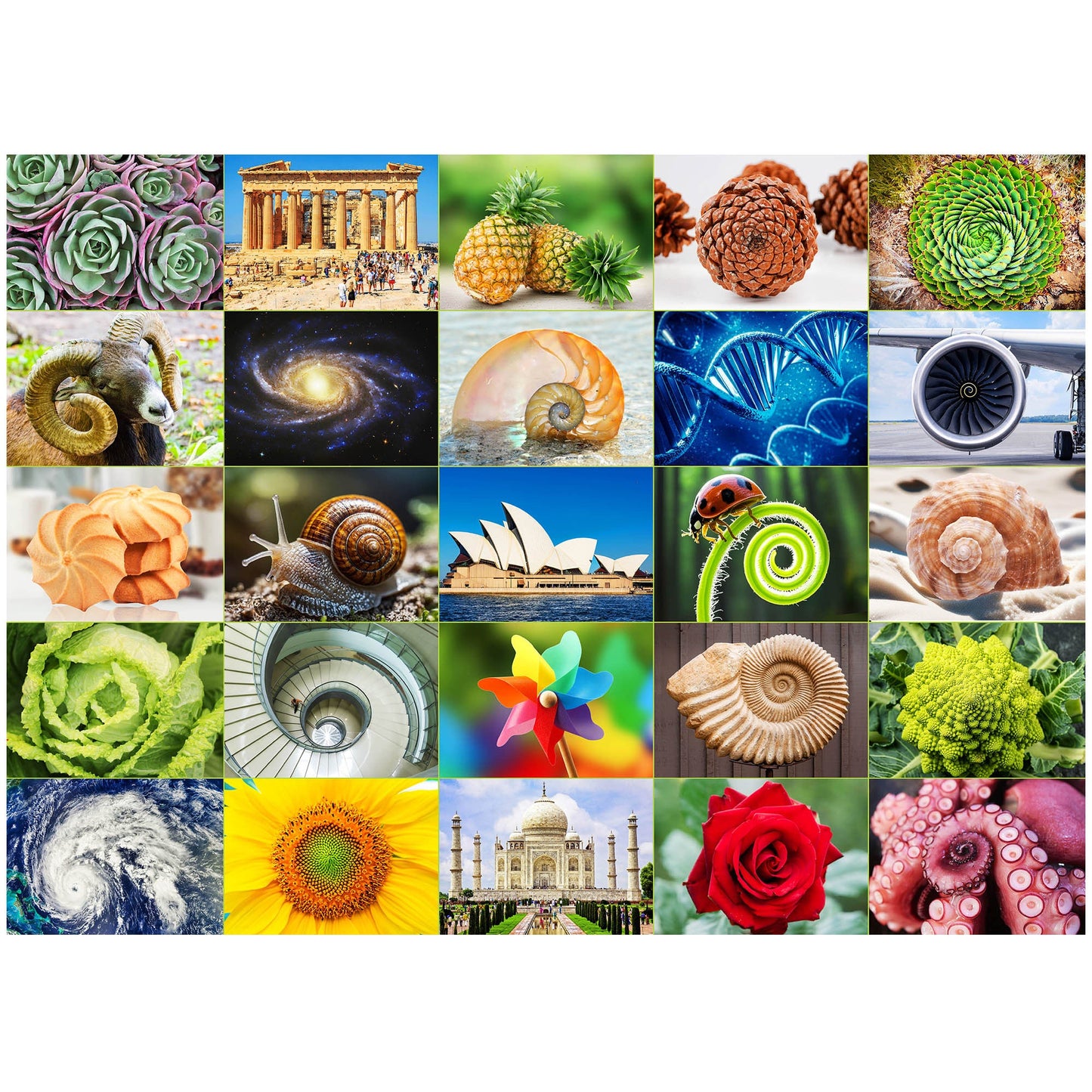 Adult 1000-Piece Jigsaw Puzzle Three-Pack with 20 Wildlife, Scenic and Pattern Theme Combinations