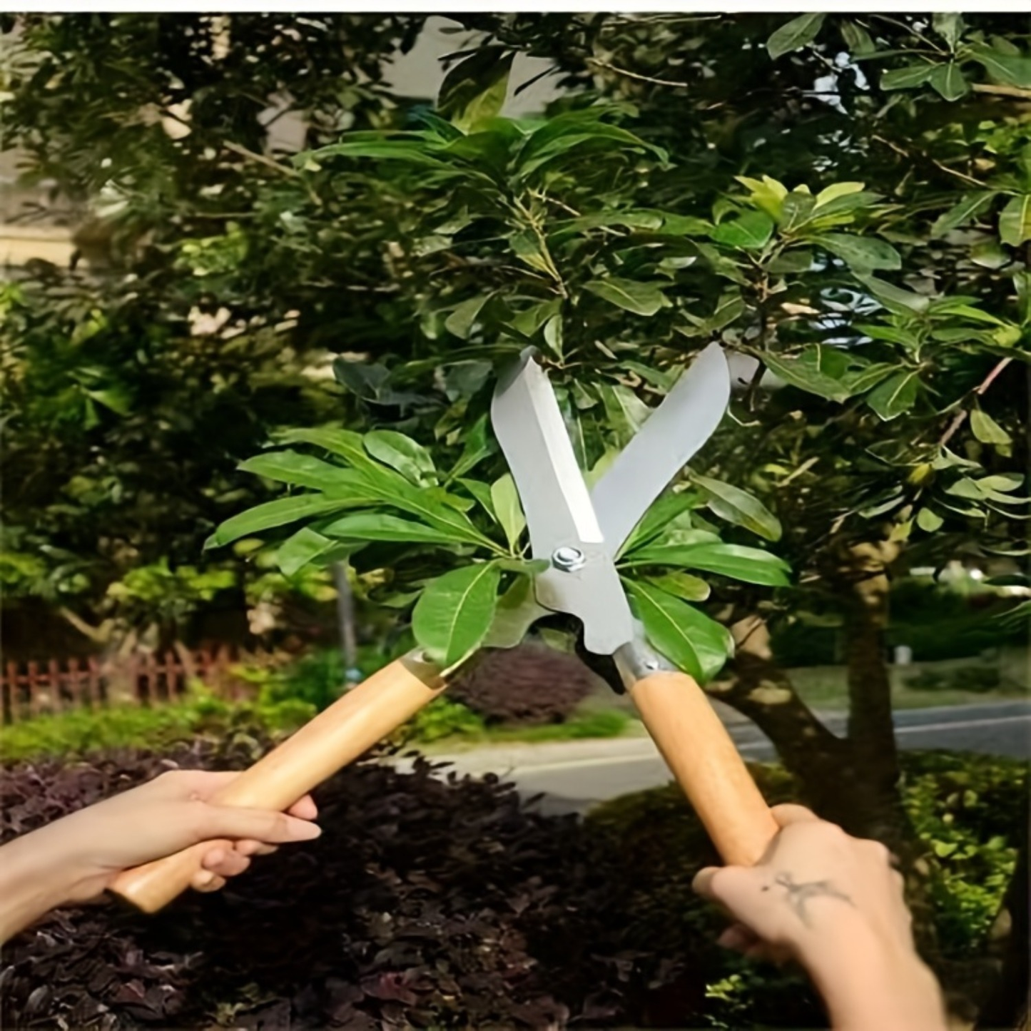 Carbon Steel Hedge Shears with 11-Inch Straight Blades and Paired Walnut Handles for Shrub Trimming