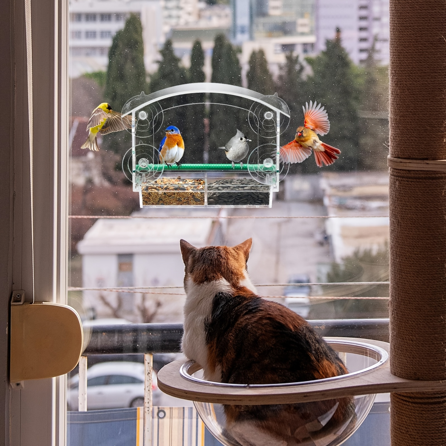 Window Bird Feeder - Clear Acrylic Suction Cup Bird Feeder for Birdwatching