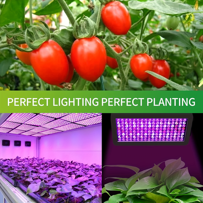 LED Grow Light 1000W Full Spectrum – Dual-Switch Plant Light for Veg & Bloom, Hydroponic Hanging Grow Lamp for Indoor Greenhouse, Vegetables, Flowers & Seedlings, Plug & Play