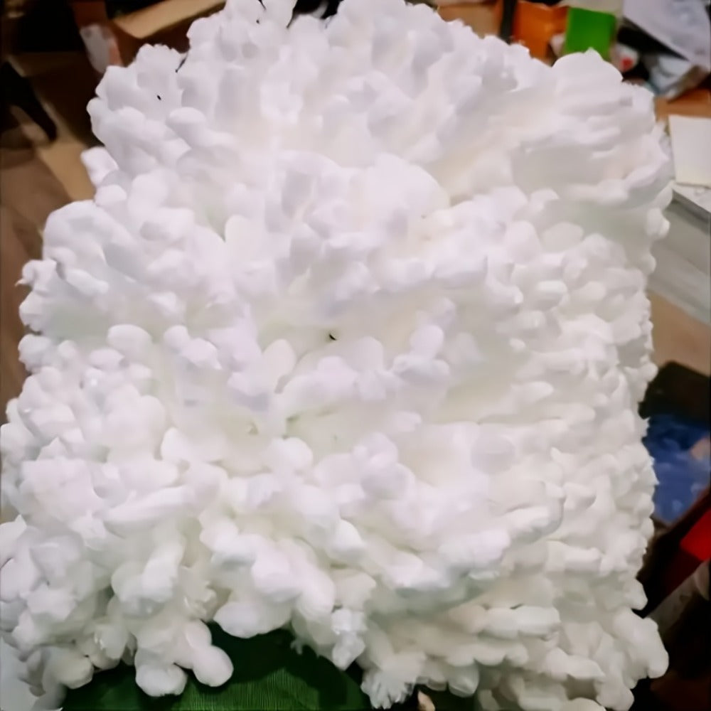 White Triangular Rotary Mop Replacement Heads in Two-, Five-, Ten- or Twenty-Piece Packs Pictured