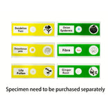 Specimen slides