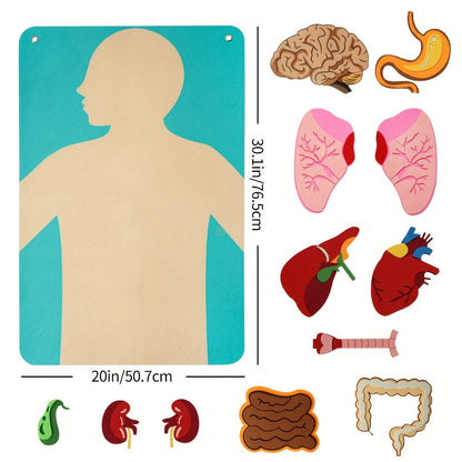 Human Body Felt Board Anatomy Model — 3D Felt Organ Science Educational Toy for Kids Ages 5+, Homeschool Biology Classroom Teaching Aid, STEM Learning Birthday Christmas Gift