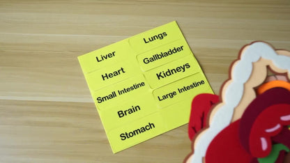 Human Body Felt Board Anatomy Model — 3D Felt Organ Science Educational Toy for Kids Ages 5+, Homeschool Biology Classroom Teaching Aid, STEM Learning Birthday Christmas Gift