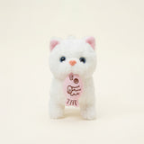 kitten-White