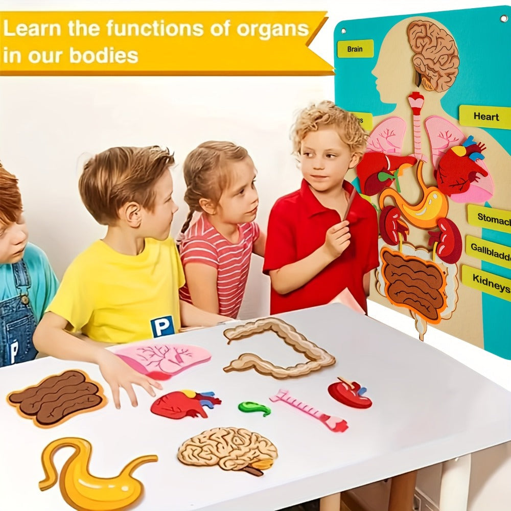 Human Body Felt Board Anatomy Model — 3D Felt Organ Science Educational Toy for Kids Ages 5+, Homeschool Biology Classroom Teaching Aid, STEM Learning Birthday Christmas Gift