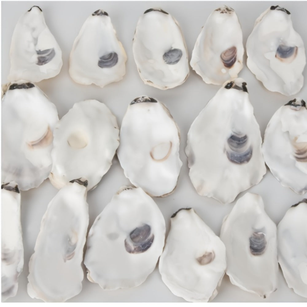 Natural Flat Oyster Shells for Crafts – 17pcs 3-5in Disk Shaped Sea Shells, Vase Filler, DIY Arts & Crafts, Christmas Ornaments, Home Decor, Beach Wedding Decoration